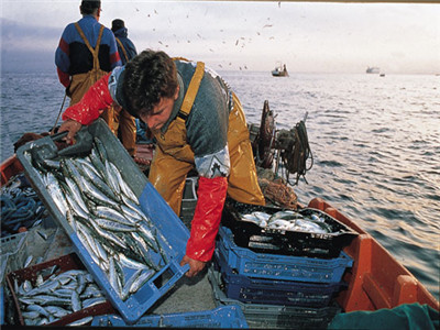 EL SECTOR PRIMARIO pesca