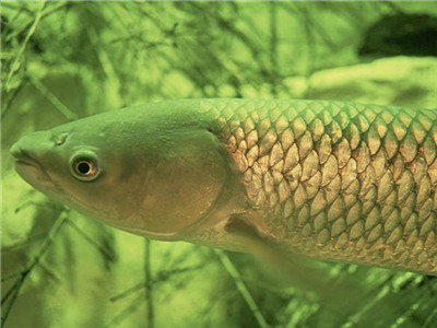 LAS 10 ESPECIES DE MAYOR PRODUCCIóN MUNDIAL DE ACUICULTURA DE 2016