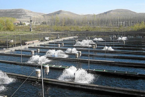Piscifactoría